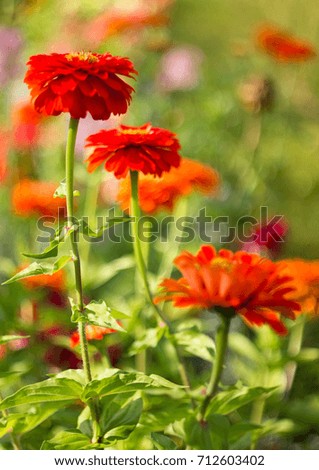 Red Dahlia, flower for background. 