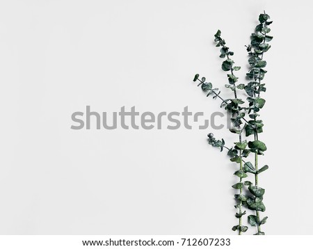 Minimalist plant background Bright green branch is lying on a white background Flat lay Modern minimalistic mockup with empty space