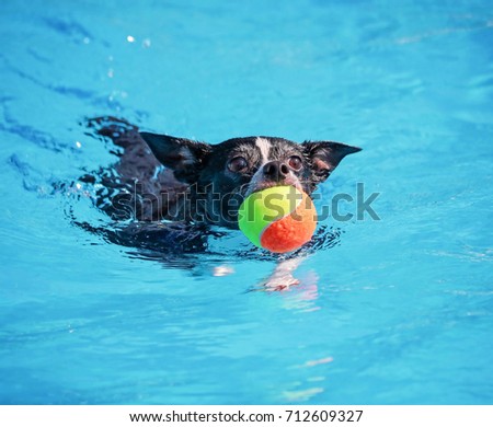 a cute dog playing at a public pool and having a good time during the summer vacation holiday