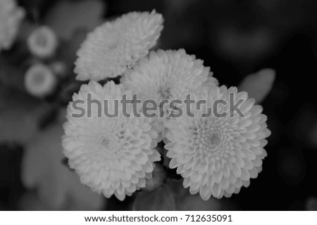 Black and white chrysanthemums with shadows in autumn