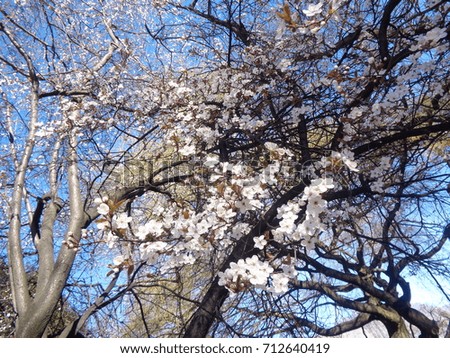 Beautiful cherry blossom in spring
