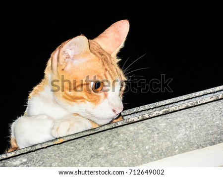 Cat looking at night.