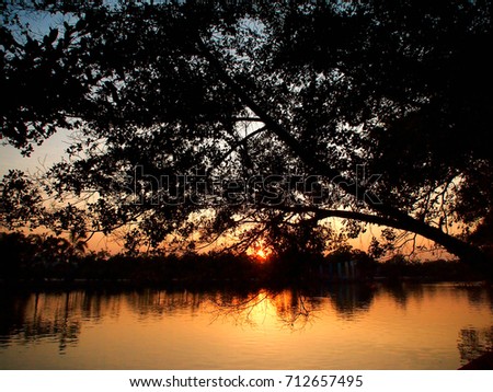 Picture of Silhouette three while sunset at the peaceful Lake in evening.Sunset is reflect the surface water is a beautiful golden color.
