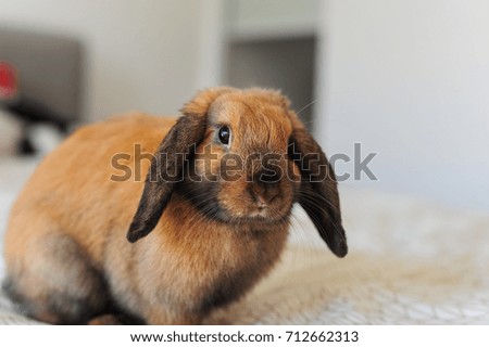 Close up of a domestic rabbit
