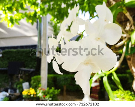 Beautiful orchid flower on the tree