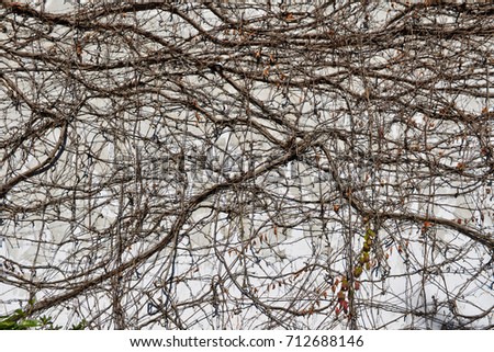 old-fashioned tree branches with orange flower