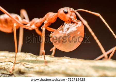 Red Ant on the Branch