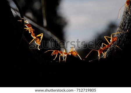 Macro photo orange ants.