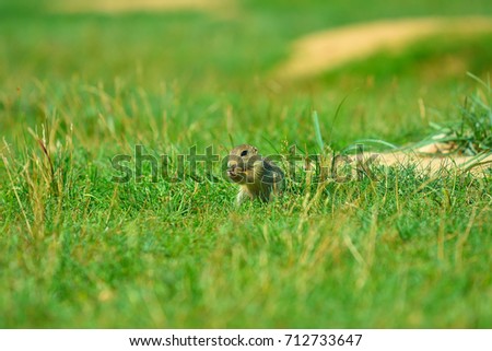 Cute European ground squirrel. Lovely gnawer feeding on meadow (Spermophilus citellus) 