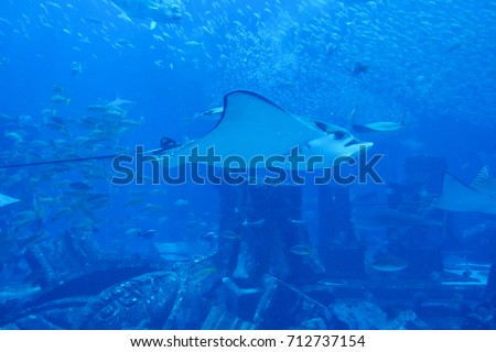 A background picture of group of fish and stingrays swim in blue ocean at aquarium. 