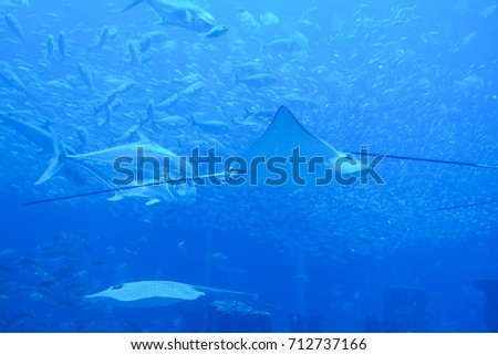 A background picture of group of fish and stingrays swim in blue ocean at aquarium. 