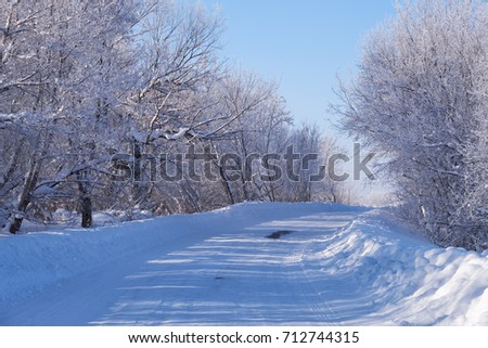 Winter road and trees under snow in Altai. Siberia, Russia
