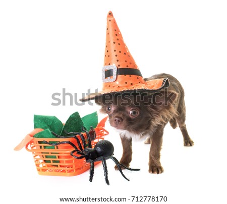 puppy chihuahua and halloween in front of white background