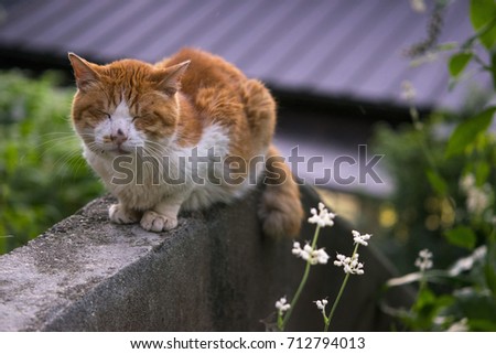 A cat is beside of the path called "Tetsugaku-no-Michi (Philosophers Walk)" in Kyoto Japan.