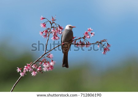 Bird with Cherry blossom flower ( White-headed Bulbul ) 