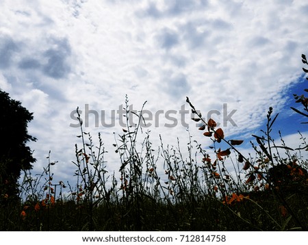 Beautiful Flower Flower with blue sky