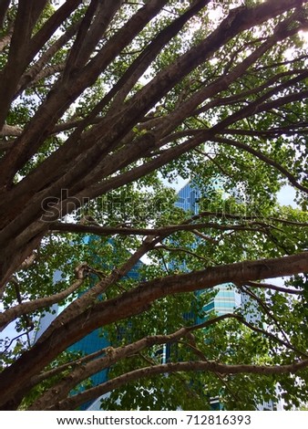 Under The Big Tree, Branches and Leaves, Bodhi Tree, Behind the Building Background.
