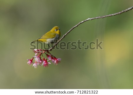 Bird with Cherry blossom flower ( oriental white-eye ) 