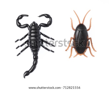 The black  scorpion with Cockroaches isolated on white background