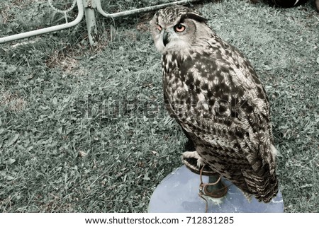 a large owl
