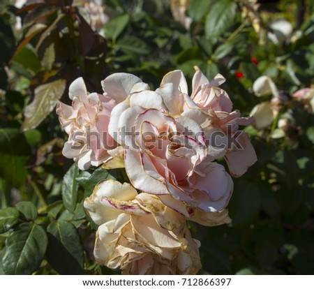 Lovely blooms of fully blown Rosa Climbing Pink Picture grafted on Fortuniana understock  in spring  adds classical beauty to a garden landscape and is ideal for grunge interpretations..