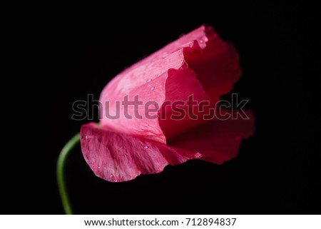 poppy flower on the black background
