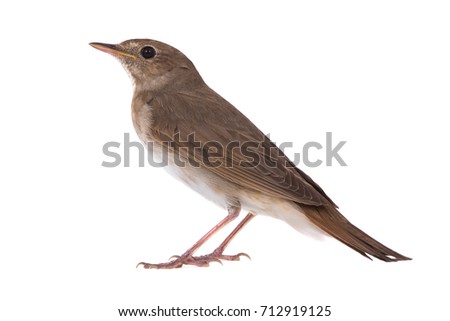nightingale (Luscinia luscinia) isolated on a white background  in studio shot  Royalty-Free Stock Photo #712919125