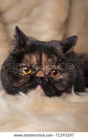 Portrait of the persian cat in turtle colors on beige background