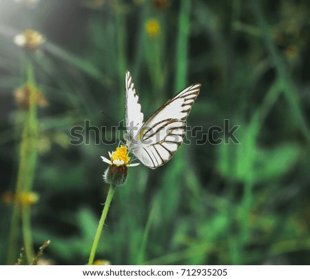 White Butterfly.