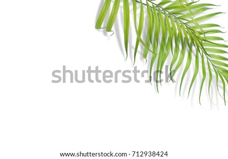 Tropical palm leaves on white background. Minimal nature. Summer Styled.  Flat lay.  Image is approximately 5500 x 3600 pixels in size.