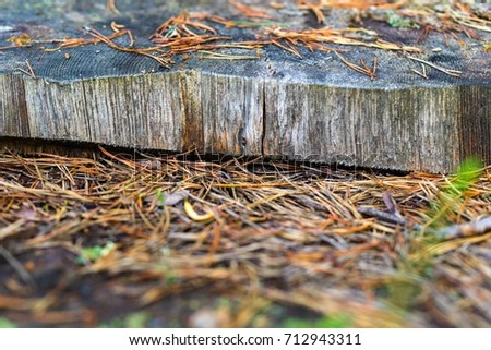 old abstract texture of the cut tree with cracks closeup and the fallen down coniferous needles