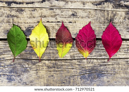 colorful leaves on wooden background in autumn