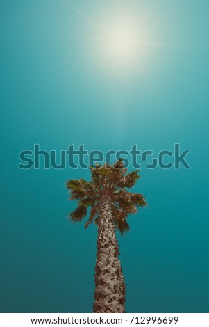 One california beach palm tree at summer hot day vintage color stylized with copy space and shining sun star