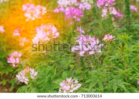 pink flower in field
