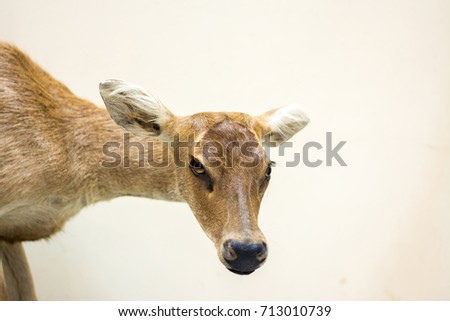 Deer on a white background