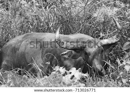 The buffalo is lying in a meadow in Thailand. This image was blurred or selective focus. Black and white picture.