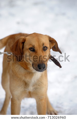 Brown pooch in the winter on a leash