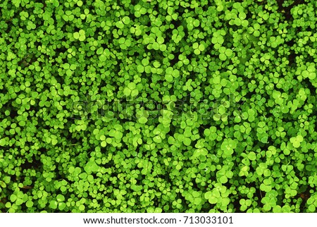 Green clover background