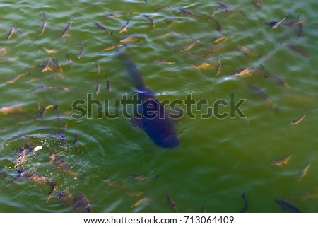 Fish catfish and ide live in ponds to cool the Chernobyl nuclear power plant. Dead radioactive zone. Consequences of the Chernobyl nuclear disaster, August 2017.