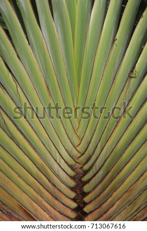 Ravenala - a genus of flowering plants with a single species. Ravenala madagascariensis, commonly known as traveller's tree or traveller's palm