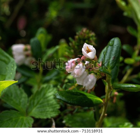 The pale pink and white blooms show a low bush cranberry will soon have fruit. Royalty-Free Stock Photo #713118931