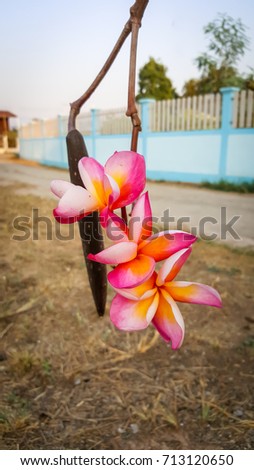 Plumeria flowers and pod back