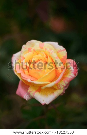 Yellow and Red Rose, Tacoma Washington 