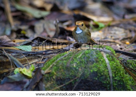 Rufous-browed flycatcher come to eat worms beside the canal,sometime perch on the branch or holding on the rock at Maewong national park THAILAND at noon