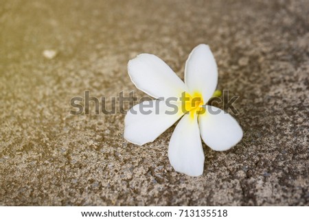White plumeria flowers On the concrete floor