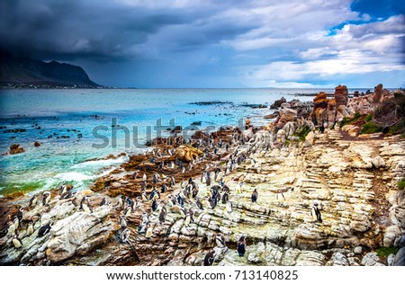 Amazing landscape of Betty's Bay, many penguins on the stony coast near Atlantic Ocean, beautiful wild nature of South Africa