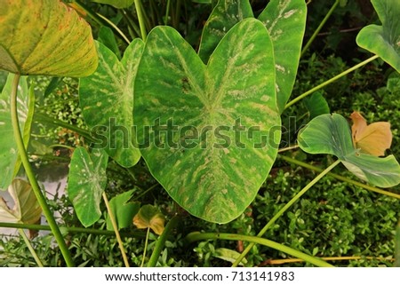 mites infestation on elephant ear, a tropical plant grown for edible corms
