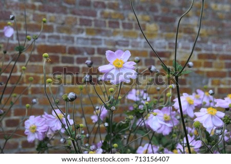 Purple flowers and brick wall