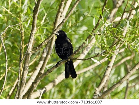 Image of a blackbird sitting on a brunch of a tree