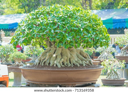 Adenium tree or desert rose in flower pot